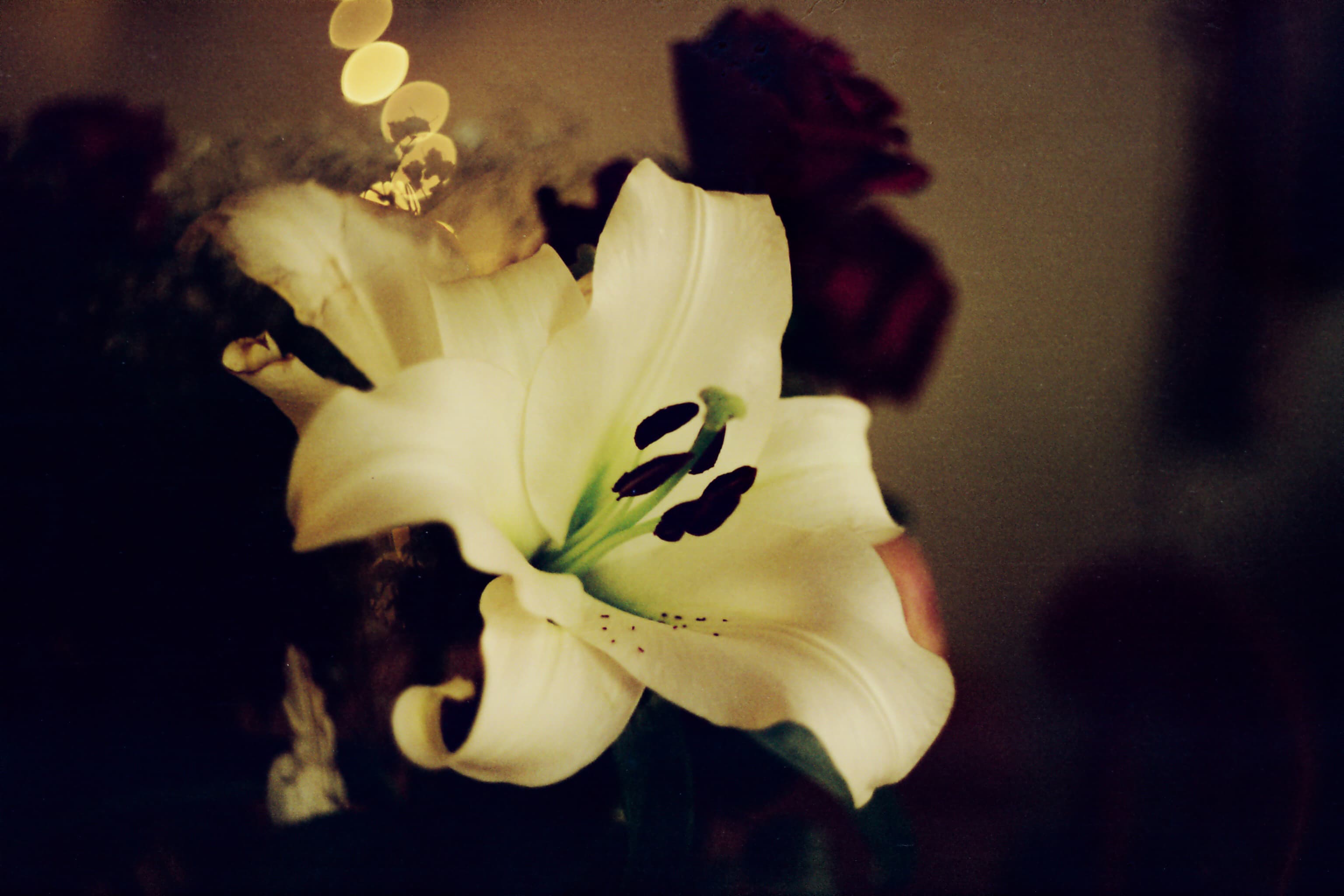 Lily