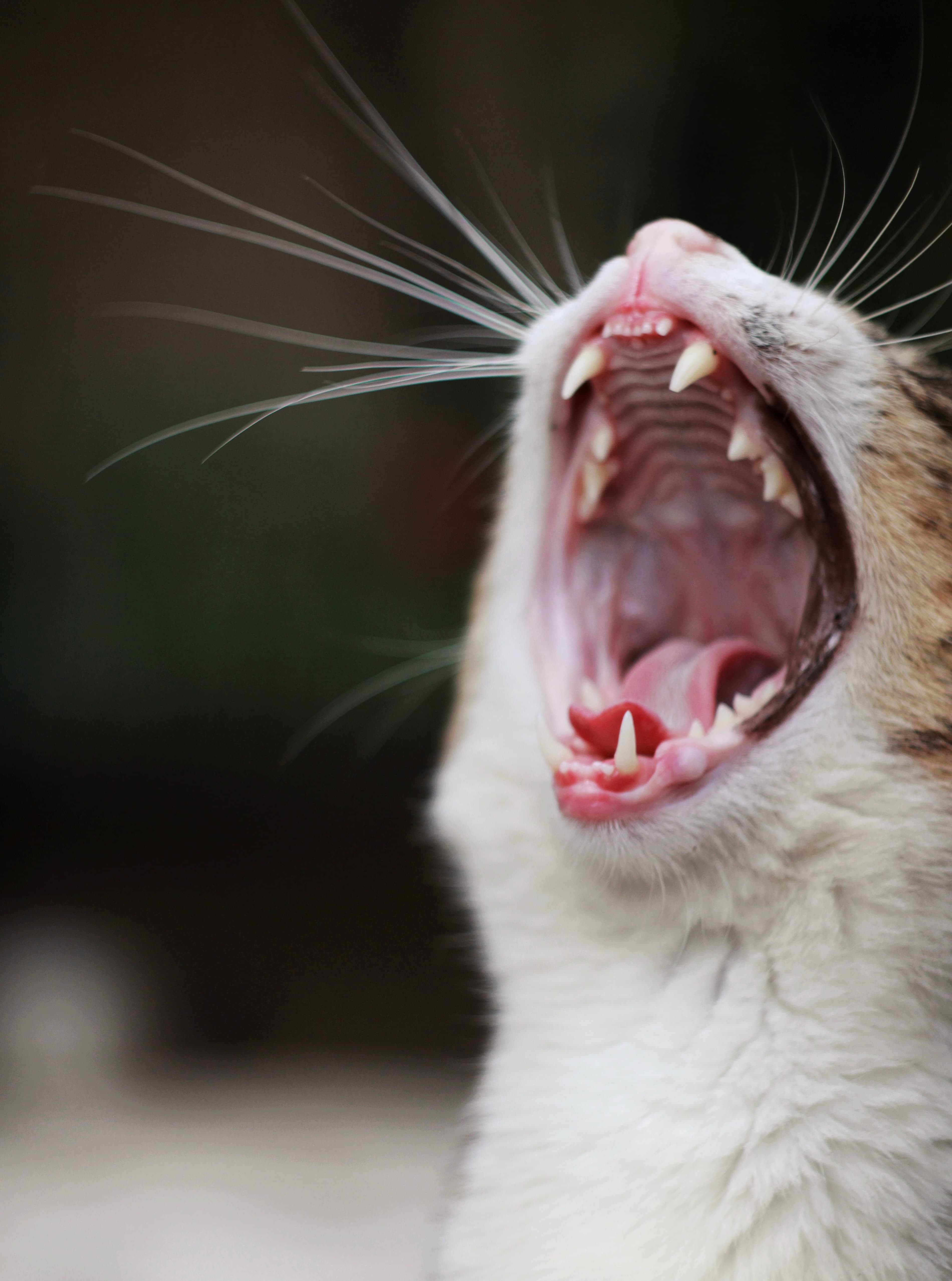 Growl