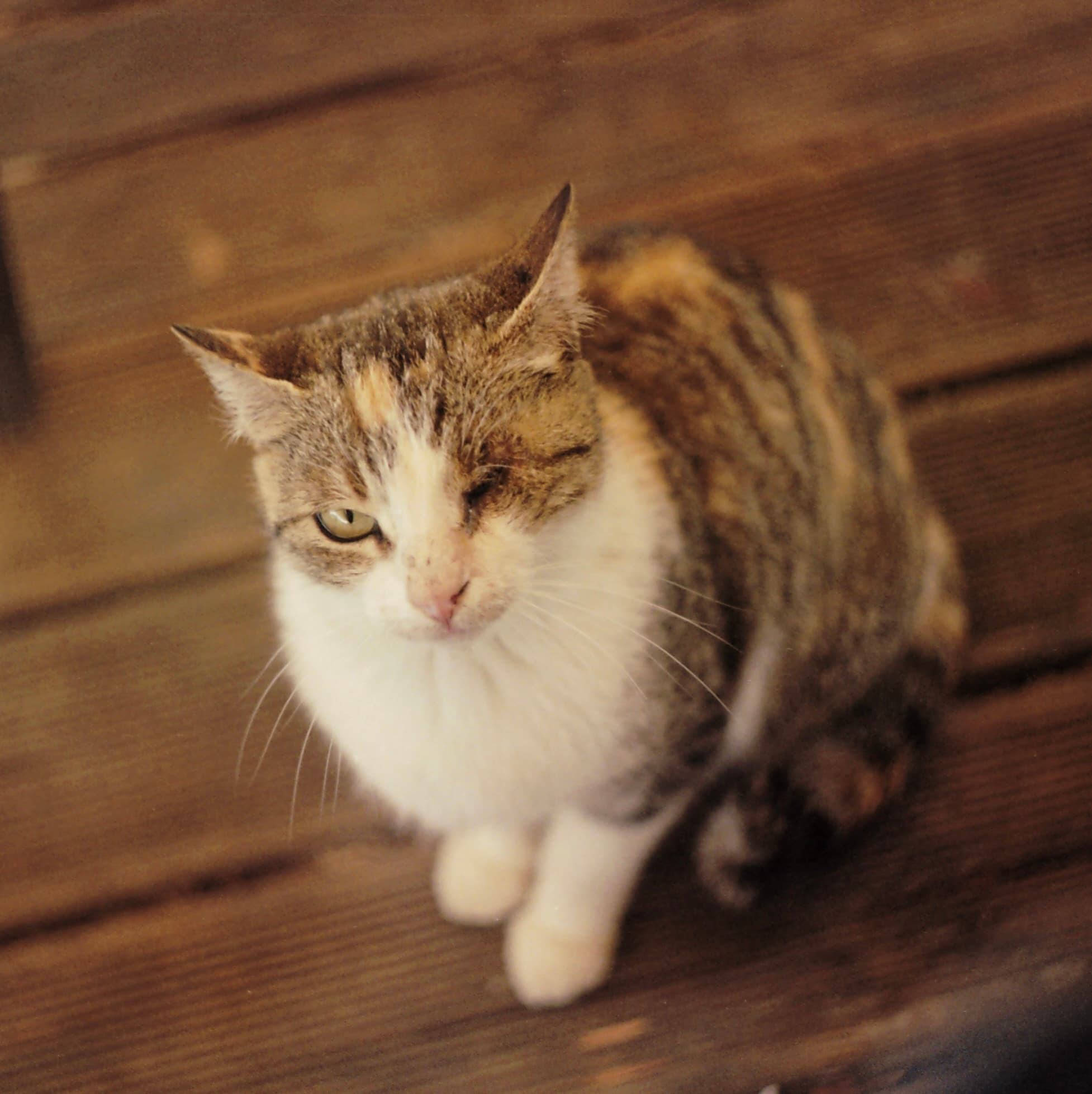 Pirate Cat