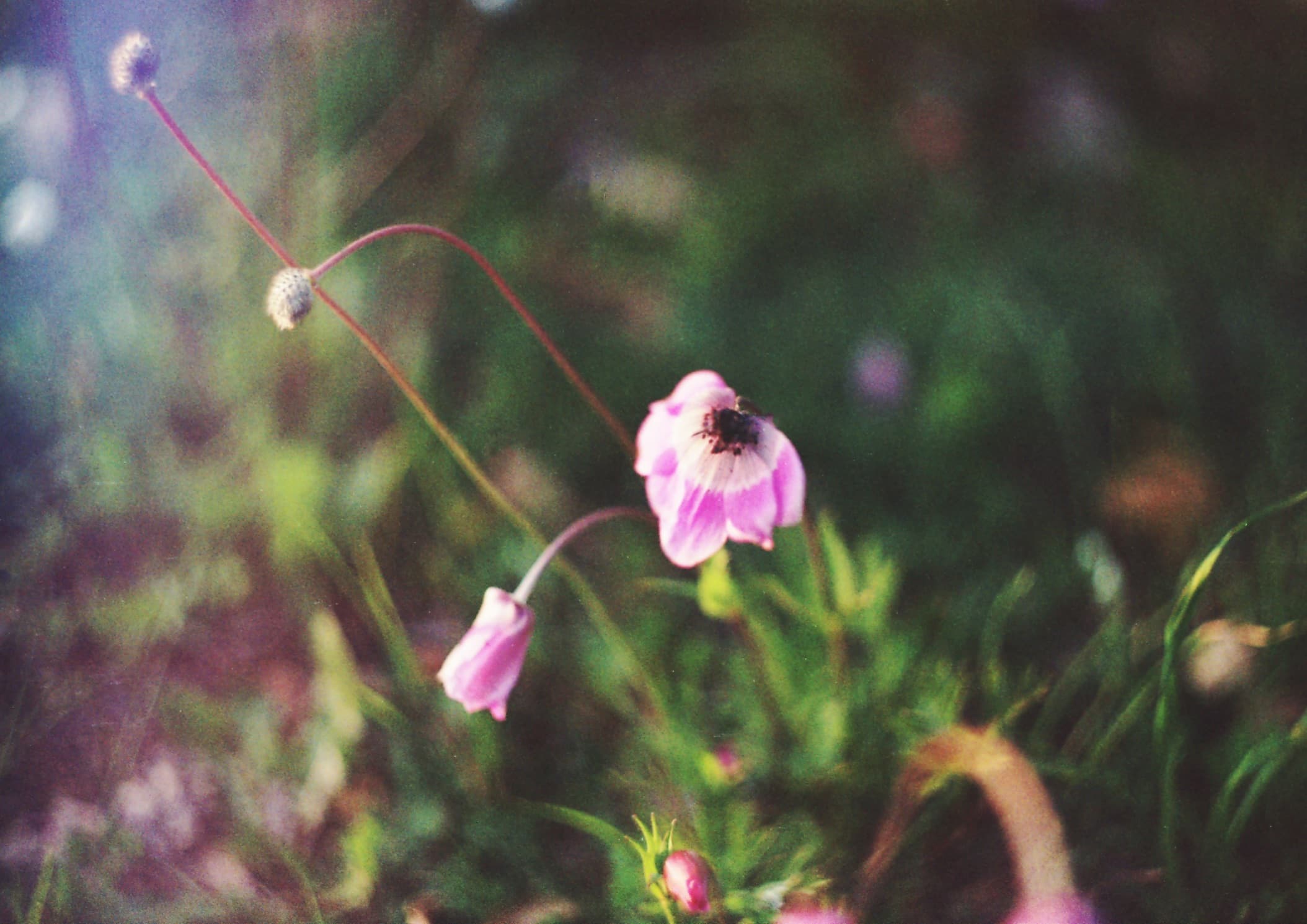 Tiny Flower